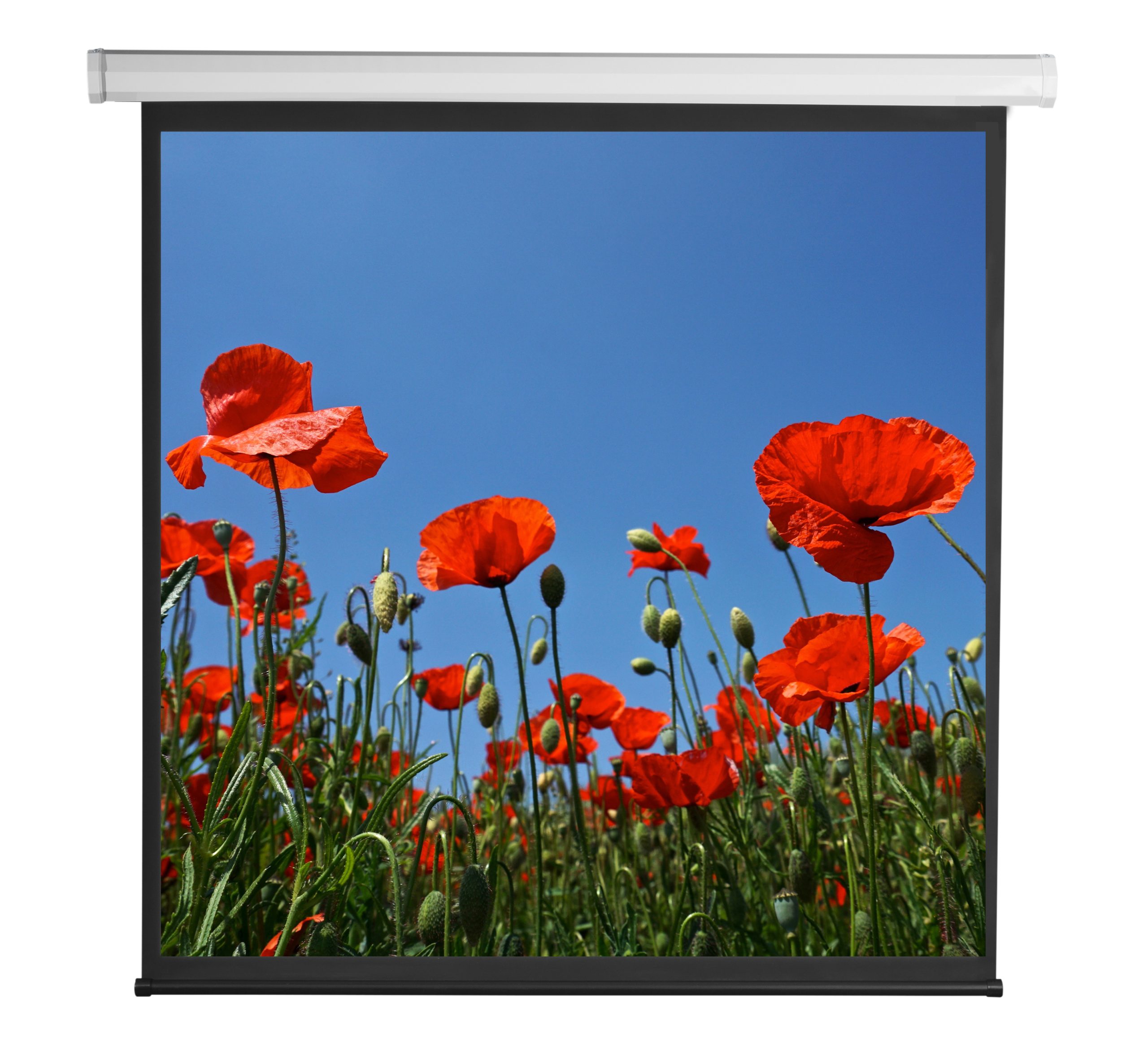 Schermo di Proiezione Motorizzato 112'' 200x200 PSA-112-2 SBOX