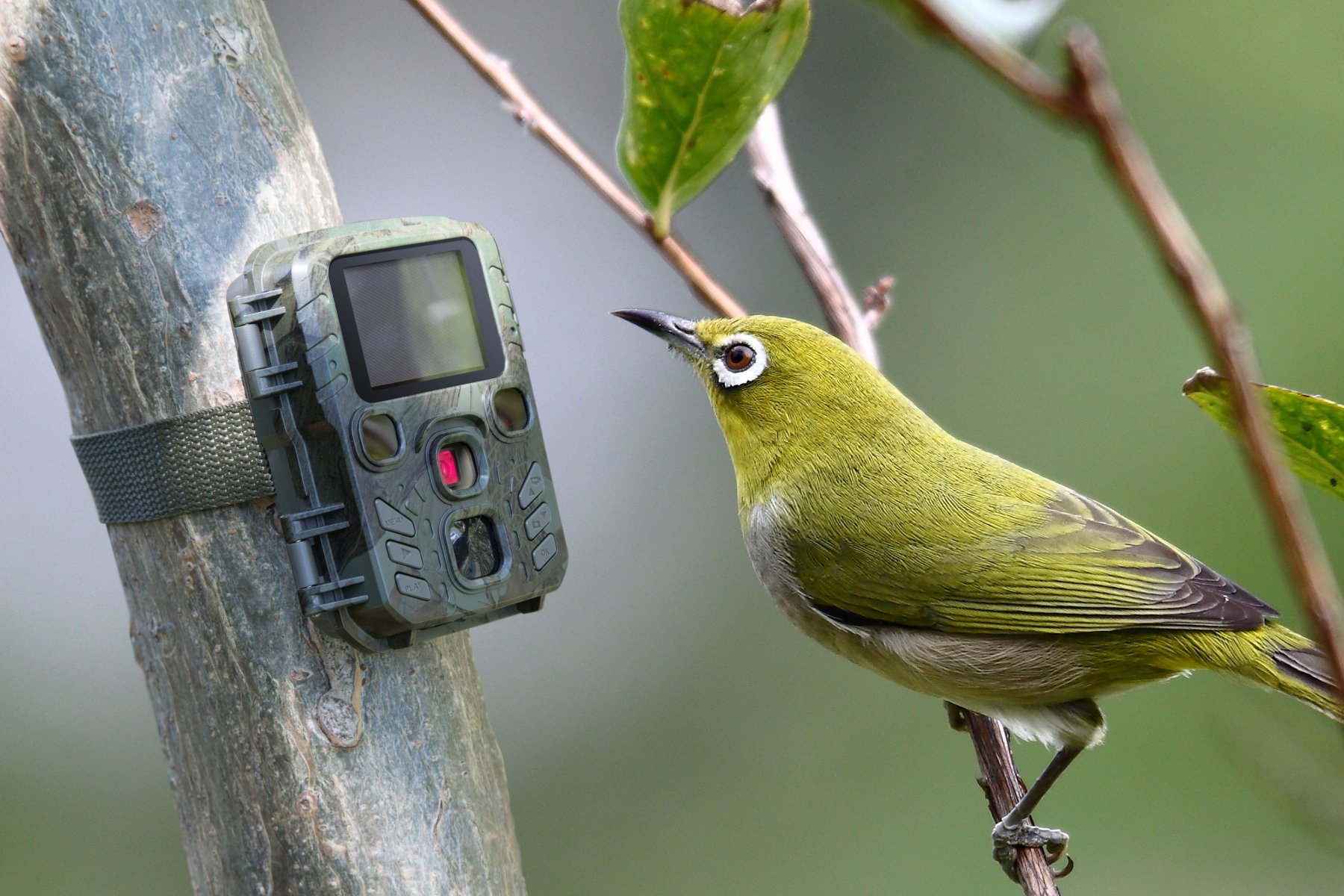 Camera Wild 1080P 12MP IP56 PIR IR 18m per Osservazione Fauna, TX-117 TECHNAXX